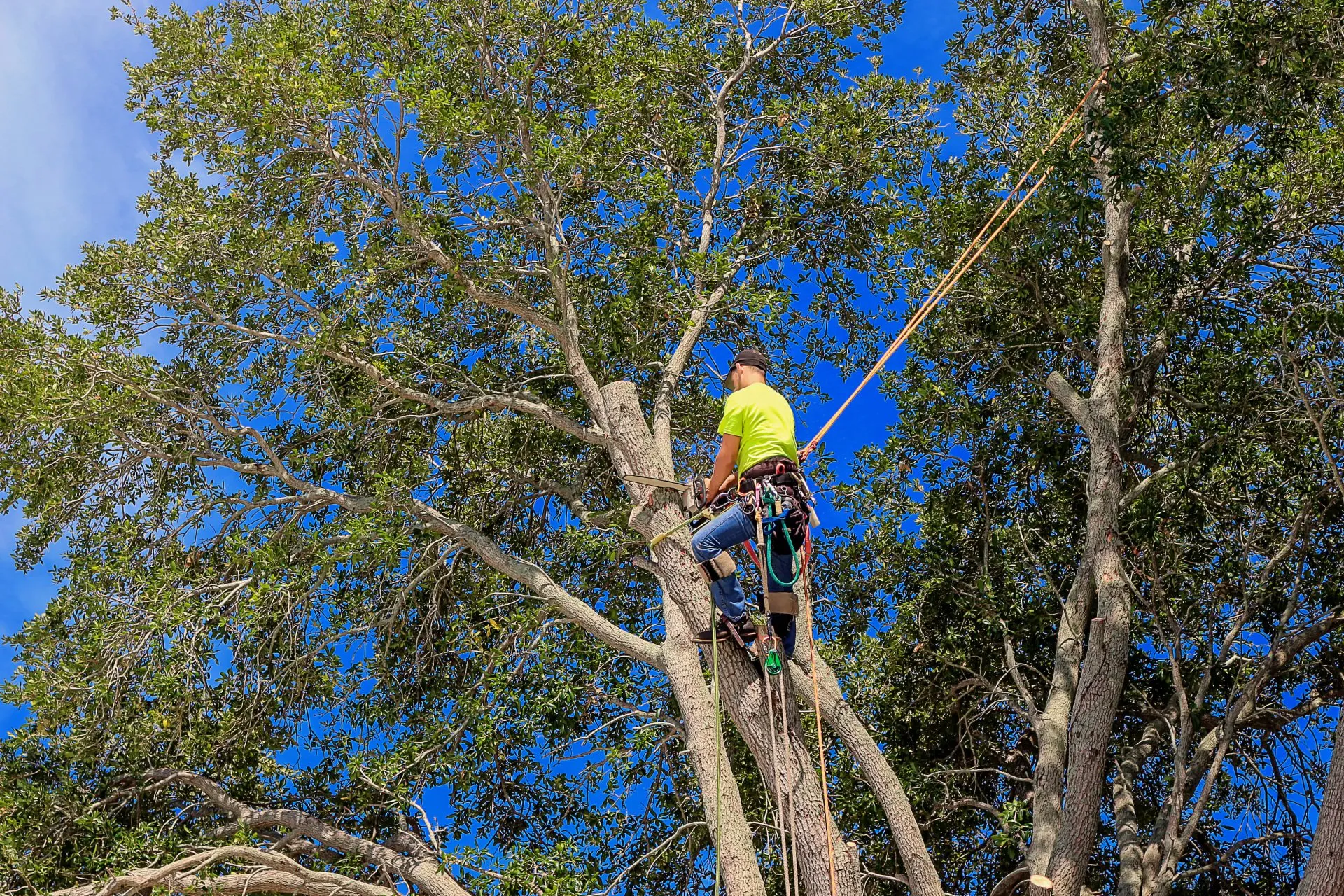 stock-photo-pruning-southern-live-oak-tree-quercus-virginiana-by-a-woodcutter-with-chainsaw-and-equipped-646538812-1920w.jpg